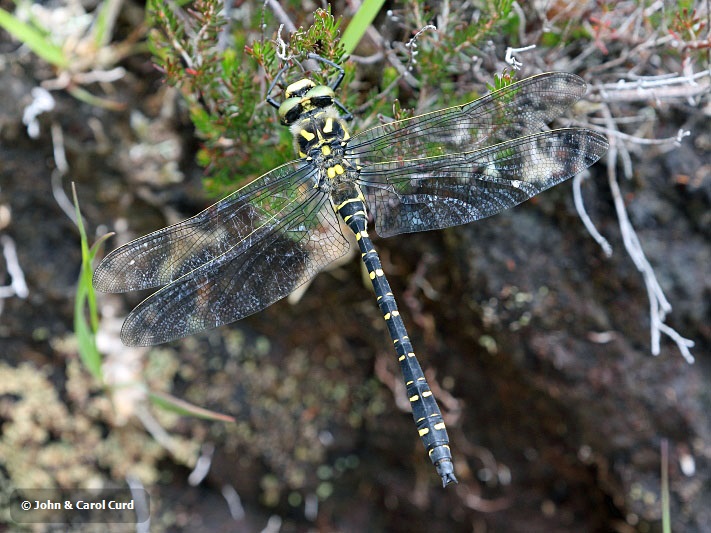 J17_1983 Cordulegaster boltonii male.JPG